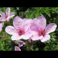 Geranium Dalmaticum (fam. Geraniacees) (02)
